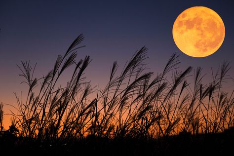 Harvest Moon Party, Getty Images Photographs, Algonquin Tribe, Photographing The Moon, Corn Moon, Sturgeon Moon, Gaussian Blur, Moon Drop, Happy Harvest