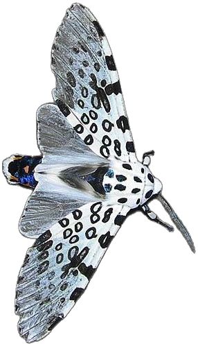 Giant Leopard Moth, Leopard Moth, Beautiful Bugs, Moth, Bugs, Bugs And Insects