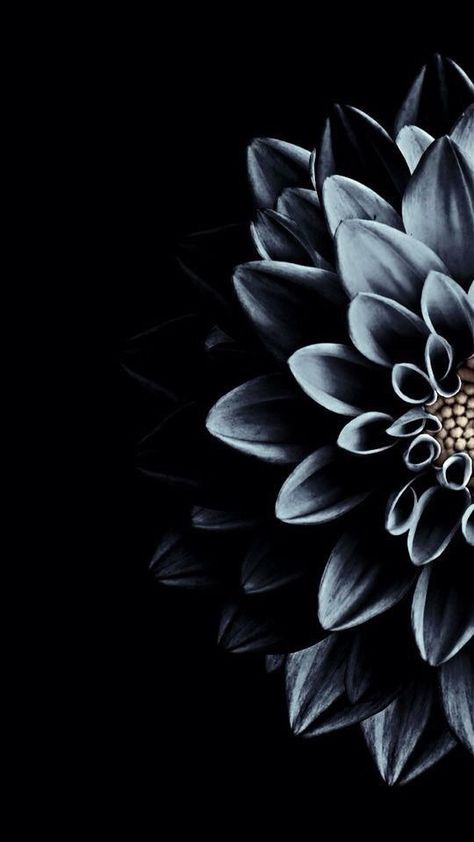 Wallpapers for iPhone and Android. Black themes! Click the link below for Tech News n Gadget Updates. Flower Lockscreen, Tumblr Lockscreen, Wallpaper Tumblr Lockscreen, Wallpaper Texture, Lines Wallpaper, Black Phone Wallpaper, Dark Flowers, Iphone Lockscreen, Wallpaper Tumblr