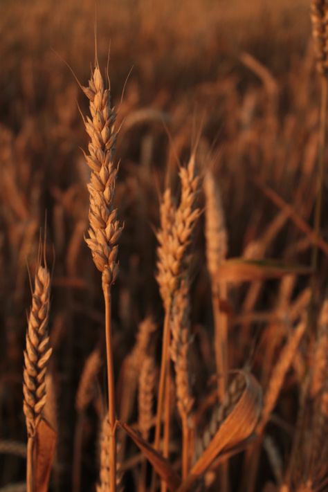 brown wheat field during daytime photo – Free Brown Image on Unsplash Image Cloud, Nature Images Hd, Infographic Video, Brown Image, Wheat Field, Sun Rise, Plant Wallpaper, Wheat Fields, Plant Aesthetic