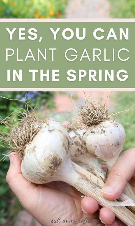 Planting Garlic In Spring, Curing Garlic, When To Plant Garlic, Preserving Garlic, Garlic Plant, Harvest Garlic, Garlic Harvest, Spring Garlic, Plant Garlic