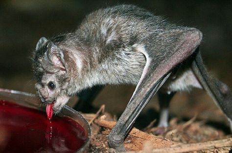 Bats Reference, Vampire Bats, Interesting Creatures, Bat Species, Animal Inspiration, Vampire Aesthetic, Animal Reference, Baby Bats, Cute Bat