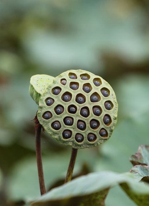 Download free HD stock image of Lotus Seed Pod Jane Prentiss, Lotus Seed Pod, Photo To Watercolor, Geometry In Nature, Lotus Pods, Lotus Seed, Herbal Plants, Seed Pod, Plant Seeds