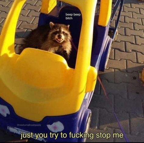 Racoon Funny, Raccoon Memes, Trash Pandas, Awesome Possum, Pet Raccoon, Funny Raccoon, Cute Raccoon, Raccoon Funny, Trash Panda