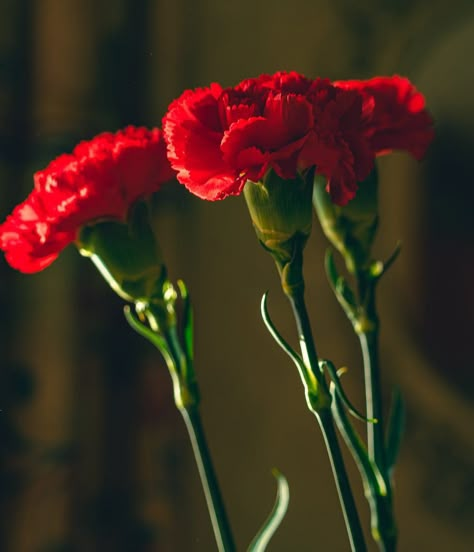 Red Carnations Spanish Flowers, Dianthus Caryophyllus, Carnation Flowers, Flower Identification, Flowers In Bloom, Flower Close Up, Red Plants, Red Carnation, Flower Guide