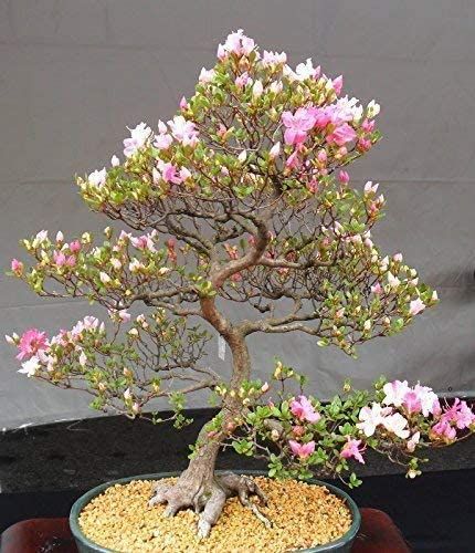 Amazon.com : 10 Japanese Cherry Blossom Bonsai Seeds - Flowering Sakura Bonsai Seeds : Garden & Outdoor Cherry Blossom Bonsai, Wisteria Bonsai, Cherry Bonsai, Azalea Bonsai, Cherry Blossom Bonsai Tree, Flowering Bonsai, Flowering Bonsai Tree, Pink Flowering Trees, Albizia Julibrissin