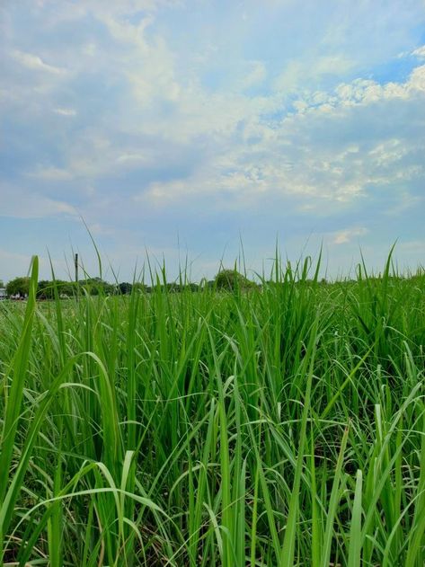 Tall Grass Aesthetic, Tall Grass Field, Eve Painting, Rare Aesthetics, Grateful Deadhead, Country Scenery, Scenery Aesthetic, Oc Aesthetic, Grass Field