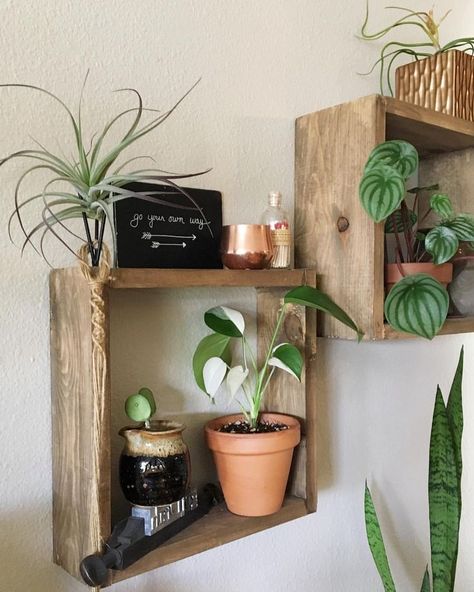 Learn how to make these Easy Box Shelves - Perfect for small houseplants - Clever Bloom Diy Box Shelves, Planty Room, Diy Shelves Easy, Easy Shelves, Jungle Style, Plant Inspiration, Plant Room, Box Shelves, Shelves Diy