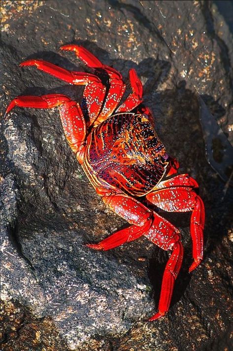 Red Sea Creatures, Crustacean Core, Red Crab, Sea Crab, Fauna Marina, Beautiful Sea Creatures, Underwater Creatures, Water World, Animal References