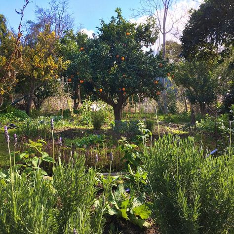 Food Forest Garden, Permaculture Design, Permaculture Gardening, Edible Landscaping, Food Forest, Backyard Farming, Forest Garden, Vegetable Garden Design, Food Garden