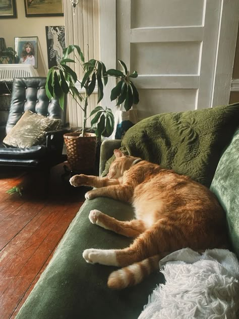 Cozy Person Aesthetic, Indoor Cat Aesthetic, Home Cosy Aesthetic, Cat Aesthetic Home, Cat In Home Aesthetic, Cat In House Aesthetic, Cat Cozy Aesthetic, Cat In Living Room, Cat At Home Aesthetic