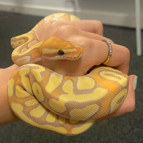 Banana Morph Ball Python, Ball Python Photography, Banana Snake Python, Pastel Banana Ball Python, Cute Pet Snake, Yellow Snake Aesthetic, Banana Pied Ball Python, Banana Pastel Ball Python, Baby Snakes Cute