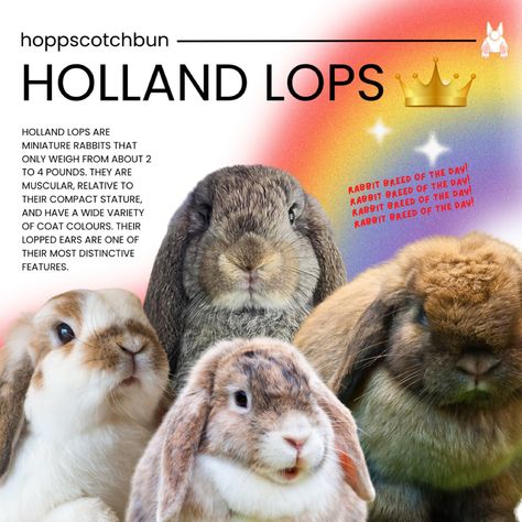 holland lops! one of the most common pet bunny you’ll see and probably on screen as well ✨ 🐇 Comment down which breed you want to be featured next!! #hollandlop #rabbit #rabbitbreed #cute #foryoupage Miniature Rabbits, Rabbit Breeds, Holland Lop, Pet Bunny, Holland, Fun Facts, Screen, Pet