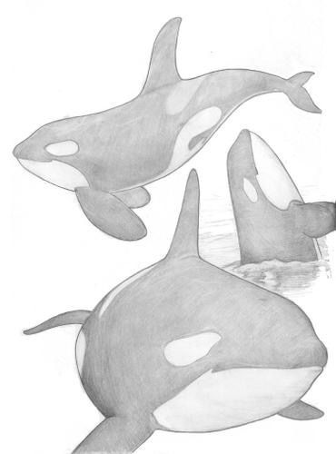 Cute Orca Drawing, Underwater Animals Drawing, Ocean Sketches, Orca Painting, Whale Drawing, Doodle Art For Beginners, Creature Marine, Ocean Drawing, Shark Art