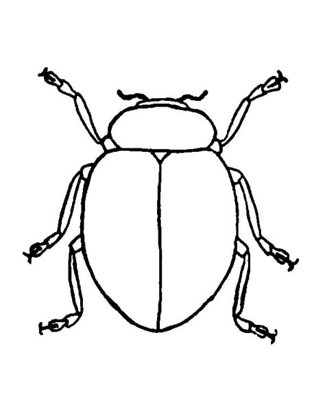 Beetle Coloring Page, Beautiful Beetles, 7 Elements Of Art, Bug Cartoon, Elements Of Art Line, Beetle Drawing, Bugs Drawing, Insect Coloring Pages, Bug Coloring Pages