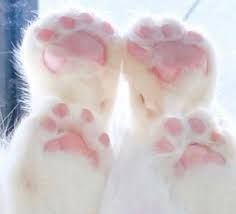 Anime Bad, Animal Plushies, Toe Beans, Image Chat, Cat Aesthetic, Aesthetic Pink, Cat Paws, Silly Cats, Pretty Cats