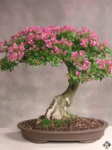 Bougainvillea - Bonsai Empire Crape Myrtle Bonsai, Bonsai Tree Painting, Cherry Blossom Bonsai, Azalea Bonsai, Cherry Blossom Bonsai Tree, Bougainvillea Bonsai, Bonsai Tree Types, Bonsai Tree Care, Bonsai Care