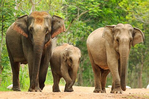 Asiatic Elephant, Elephant Species, Thai Land, Elephant Skin, Wild Animals Photography, Elephants Photos, Elephant Pictures, Wild Elephant, The Barbarians