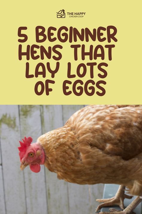 5 Beginner Hens That Lay Lots of Eggs | The Happy Chicken Coop Best Chickens For Laying Eggs, When Do Chickens Start Laying Eggs, How To Make Chickens Lay More Eggs, Chickens Laying First Eggs, Chicken Egg Laying, What Helps Chickens Lay Eggs, Laying Chickens, Best Egg Laying Chickens, Chicken Care