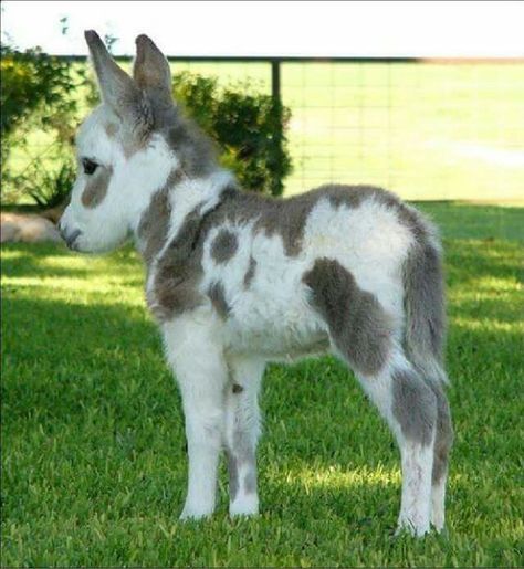 Miniature Donkey Mini Donkeys, Miniature Donkeys, Baby Donkey, Mini Donkey, Miniature Donkey, Cute Donkey, Dream Farm, Animal Pics, Donkeys