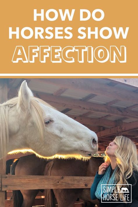 Horses Body Language, Daily Horse Care Routine, Horse Behavior Signs, Horse Personality Types, How To Bond With Your Horse, Horse Body Language, Leading A Horse, Horse Care For Beginners, Horse Emotions