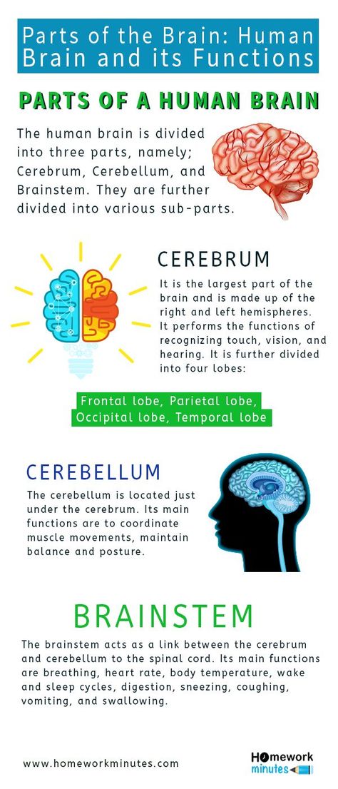 Fact About Brain, Function Of The Brain, About Brain, Brain Function Chart, Brain Anatomy And Function Notes, Function Of Brain, Parts Of The Brain And Its Function, Part Of The Brain, Parts Of Brain And Function