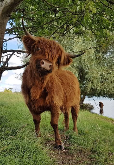 Hyland Cows, Highland Cow Pictures, Mini Highland Cow, Highland Cow Painting, Highland Coo, Long Horns, Scottish Cow, Cow Photos, Mini Cows