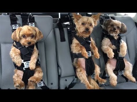 Doggie Car Seat, Dog Car Carrier, Car Seat For Dog, Large Dog Car Seat, Dog Seat For Car, Dog Camping Essentials, Car Seats For Dogs, Small Dog Car Seat, Puppy Car Seat