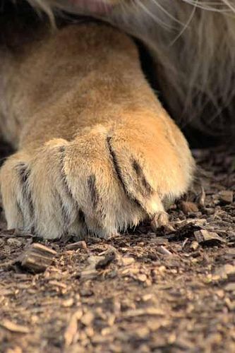 Male Lion Paw by Mrshutterbug.com, via Flickr Lion Reference, Animal Paws, Kitty Paws, Zoo Crew, Life Notes, Cat Anatomy, Cowardly Lion, Lion Paw, Male Lion