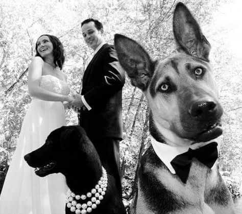 Dog Wedding Photography, Wedding Photos With Dogs, Dog Wedding Photos, Dog Wedding Outfits, Dog Wedding Attire, Castle Weddings, Dog Wedding Dress, Costume Wedding, Dog Tuxedo