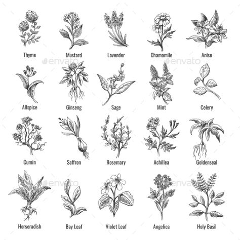 Vintage Botanical Herbs Sketch by vectortatu | GraphicRiver Dnd Character Aesthetic, Spice Plants, Vegetable Tattoo, Herb Tattoo, Plants Drawings, Leg Tats, Botanical Tattoos, Plant Sketches, Wild Herbs