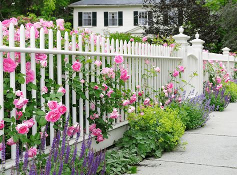 5 Fence Paint Colors to Refresh Your Exterior Curb Appeal | WOW 1 DAY PAINTING Fence Paint Colours, Plants That Repel Flies, Upstate House, Repel Flies, Low Water Plants, Mosquito Repelling, Lady's Mantle, Rustic Fence, Drought Tolerant Garden