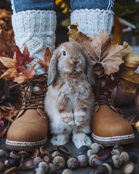 All Posts • Instagram Cabin Theme, Rabbit Photos, Autumn Family Photos, Autumn Cozy, Autumn Aesthetic, Frank Sinatra, Cozy Fall, Disney Wallpaper, Red And Gold