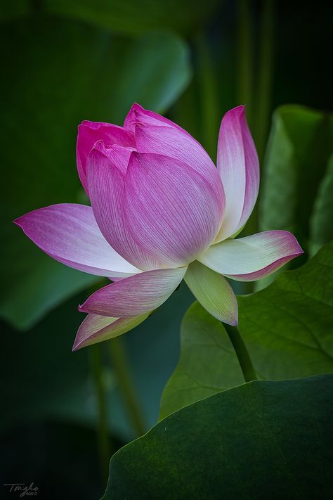 Lotus Hd Wallpaper, Real Lotus Flower, Flower Reference Photo, Lotus Picture, Lotus Flower Photography, Lotus Flower Aesthetic, Indian Lotus Flower, Nature Flowers Photography, Rose Flowers Drawing