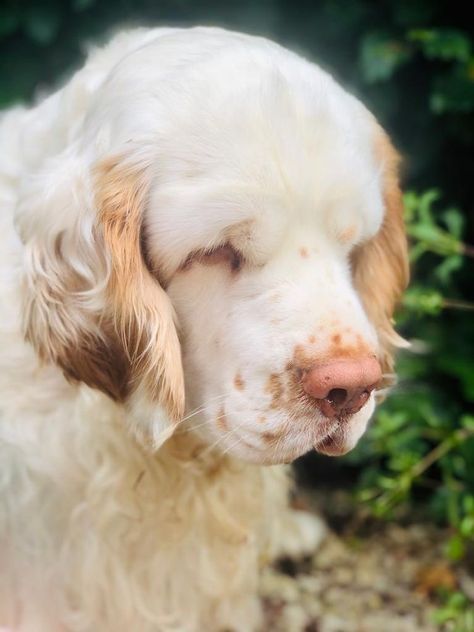 Clumber Spaniel Puppy, Clumber Spaniel, Dog Motif, Pretty Dogs, Pretty Animals, Silly Animals, Cute Little Animals, Animals Friends, I Love Dogs