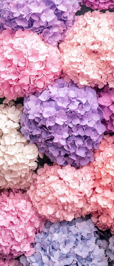 Texture References, Hydrangea Wallpaper, Peony Wallpaper, Flower Wallpapers, Cool Backgrounds Wallpapers, Flowers Wallpapers, Flower Background Wallpaper, Beautiful Bouquet Of Flowers, Art Wallpaper Iphone