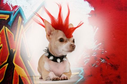 Chihuahua Armstrong | 29 Pets Who Went Through A Cooler Punk Phase Than You Dog Hair Dye, Chihuahua Photos, Emergency Intercom, Hair Of The Dog, Chihuahua Lover, Chihuahua Love, Dog Halloween Costumes, Dog Costumes, Dog Wear