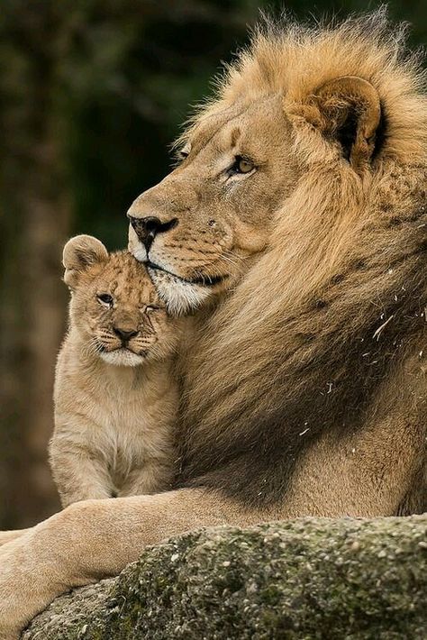 Lion Family, Lion Photography, Lions Photos, Il Re Leone, Lion Love, Lion Images, Lion Pictures, Lion Cub, Baby Lion