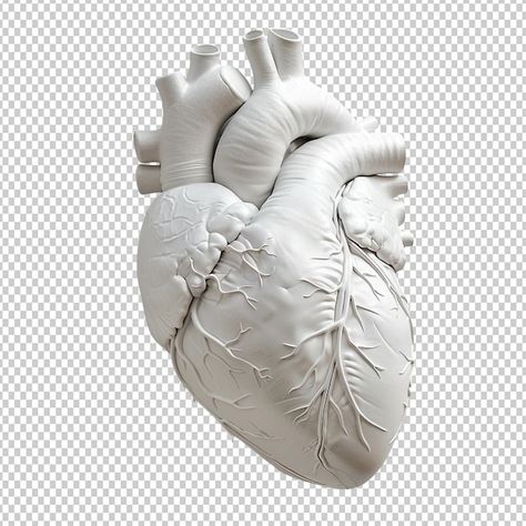 Anatomic Heart, Heart Structure, Heart Organ, Oil Painting Ideas, Anatomy Models, Anatomical Heart, Human Heart, White Heart, White Ceramics