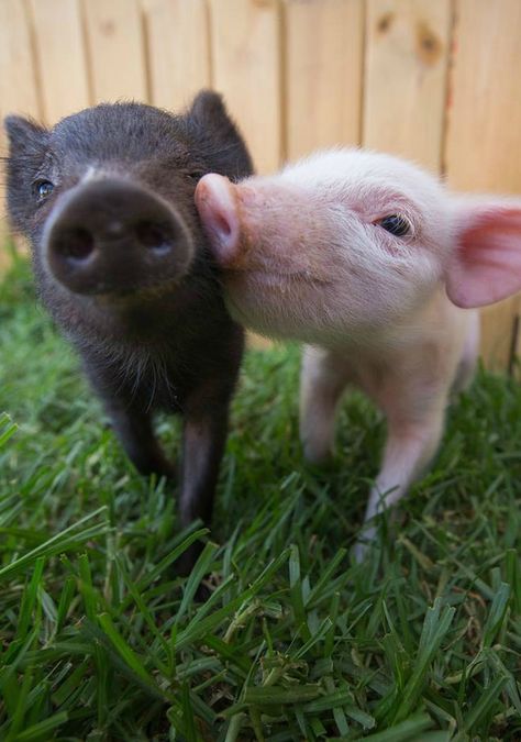 These two little piglets formed the most adorable friendship, complete with joint naps, training sessions and romps around the fields. Teacup Pig, Baby Tortoise, Regnul Animal, Baby Hamster, Teacup Pigs, Small Pigs, Baby Raccoon, Cute Piglets