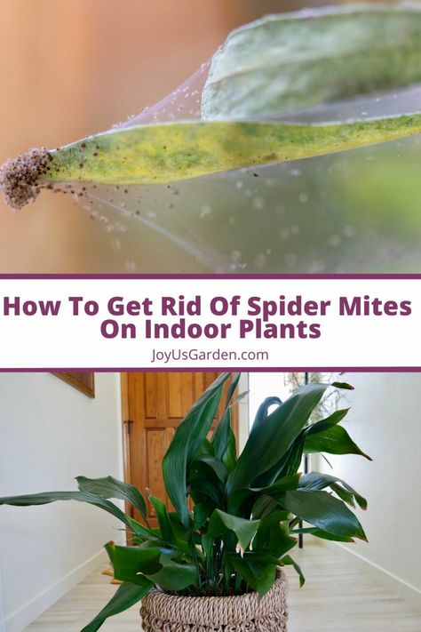 Do your houseplant leaves have tiny webs & specks? You might be dealing with dreaded spider mites! We've got you covered with a comprehensive guide on identifying, preventing, & eradicating these pests.You'll find info on how to get rid of spider mites, treating spider mites, neem oil for spider mites, organic spider mite control, preventing spider mites, Spider mite damage, Spider mite symptoms, spider mites on houseplants, spider mites on indoor plants Ensure your indoor jungle thrives! Houseplant Leaves, Easiest Indoor Plants, Houseplants For Low Light, Houseplant Propagation, Indoor Plant Care Guide, Houseplants For Beginners, Easy Houseplants, Tiny Spiders, Indoor Gardening Ideas