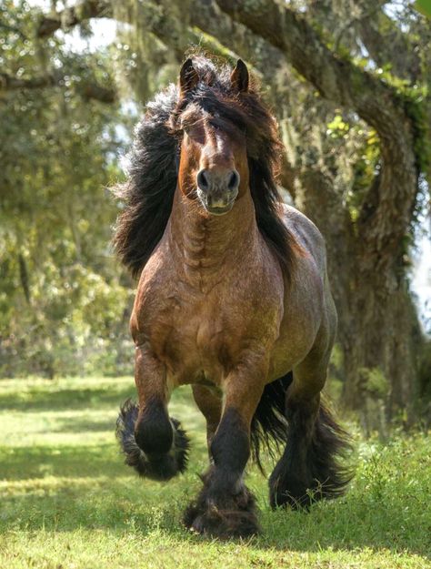 Big Horse Breeds, Largest Horse Breed, Different Horse Breeds, Akhal Teke Horses, The Centaur, Horse Running, Horse Reference, Horse Anatomy, Horse Inspiration