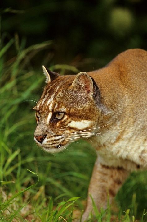 Asian Golden Cat, Wild Cat Species, Small Wild Cats, Golden Cat, Cat Species, Leopard Cat, Exotic Cats, Incredible Creatures, Small Cat