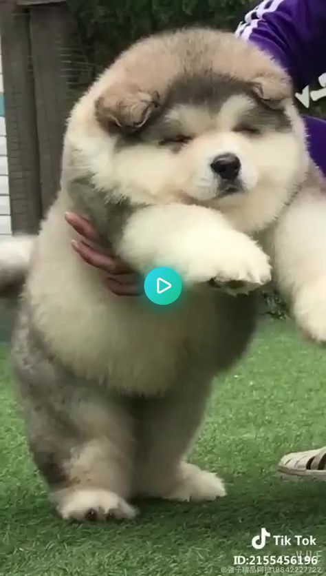 375208 views on Imgur Fluffy Alaskan Malamute, Giant Alaskan Malamute Puppy, Cute Alaskan Malamute Puppies, Big Fluffy Dogs Alaskan Malamute, Alaskan Malamute Puppy Fluffy, Alaskan Malamute Dog, Alaskan Puppy, Puppies Fluffy, Dogs Fluffy