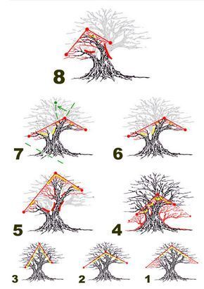 Niwaki Pruning, Bonsai Guide, Bonsai For Beginners, Bonsai Design, Tanaman Air, Bonsai Pruning, Taman Air, Bonsai Tree Types, Bonsai Tree Care