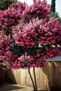 Best Dwarf Trees for Small Space Landscaping (Flowering and More) | Davey Blog | Davey Tree Small Tree Front Yard, Hydrangea Tree Landscaping, Flowering Trees For Front Yard, Ornamental Trees Landscaping, Small Space Landscaping, Small Landscape Trees, Trees For Landscaping, Small Ornamental Trees, Growing Cactus