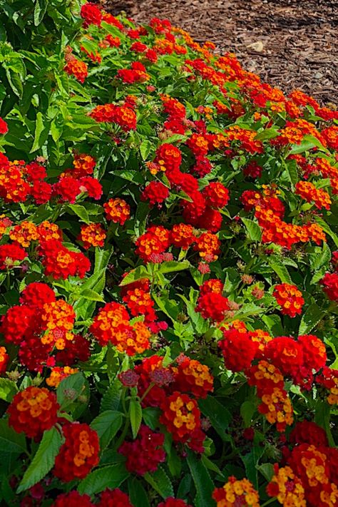 The very showy, bunched flower clusters of Shrub Verbena are nearly fluorescent in their brilliance. Though each cluster is small—1–2 in. (25–50 mm) across—they are so profuse that the entire shrub looks like it on fire with color. Petals of individual flowers darken as they mature, giving the clusters a two-tone coloration. Other hybrid cultivars bear true bicolored flowers, usually in hues of yellow, orange, or red. Copyright ©2023 by Dolezal & Associates. All Rights Reserved. grownbyyou.com Tropical Shrubs, Landscaping Perennials, Shrub Garden, Gold Orange, Tiny Flowers, Orange Pink, Perennials, Pink Purple, Borders