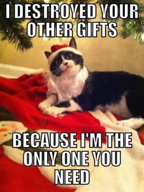 Monday Memes | Christmas Edition - My No-Guilt Life | My No-Guilt Life Cheer Presents, Funny Merry Christmas Memes, Merry Christmas Meme, Christmas Memes Funny, Animals Jokes, Merry Christmas Funny, Christmas Memes, Photos Funny, Cats Photos