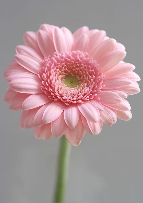 Small Pink Flowers, Pink Gerbera, Fleurs Diy, Beautiful Flowers Photos, Beautiful Pink Flowers, Garden Types, Gerbera Daisy, Trendy Flowers, Flower Quotes