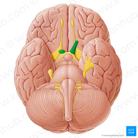 Optic nerve (Nervus opticus); Image: Paul Kim Olfactory Nerve, Nerves Anatomy, Cranial Nerves Anatomy, Physiotherapy Student, Nerve Anatomy, Brain Nerves, Paul Kim, Optic Nerve, Brain Anatomy